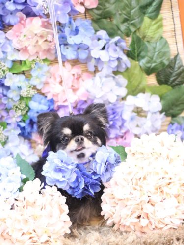 20250614プリンちゃん